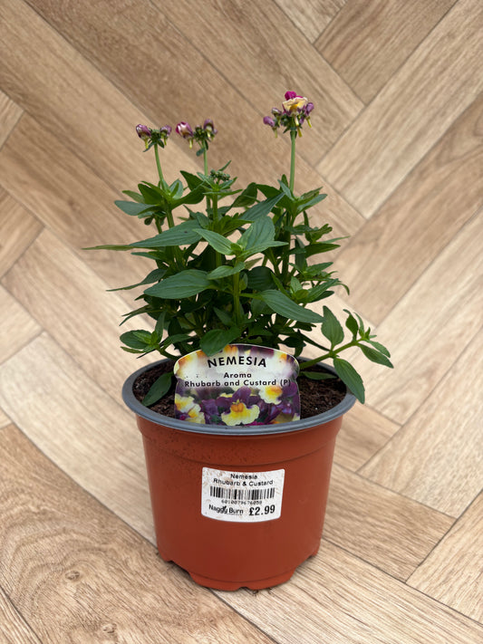 Nemesia Rhubarb & Custard