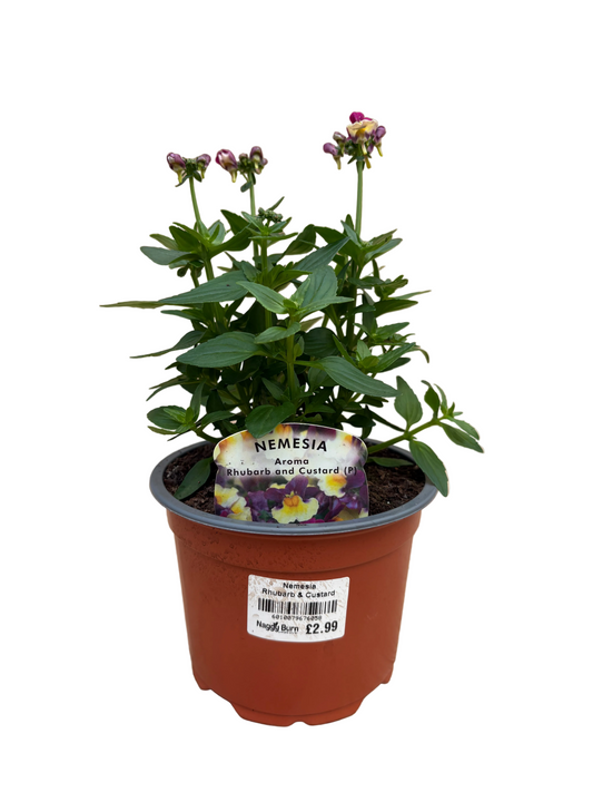 Nemesia Rhubarb & Custard