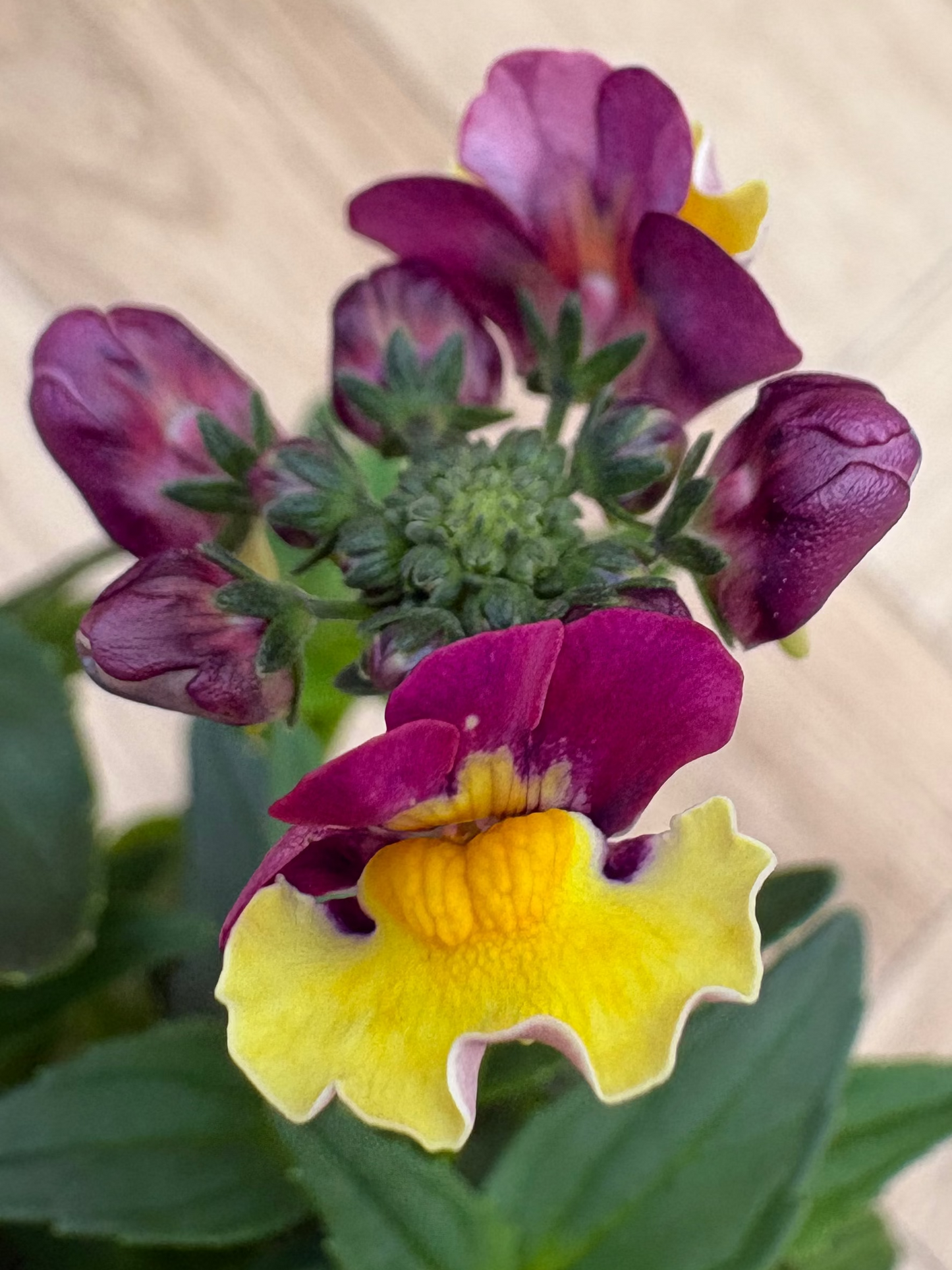 Nemesia Rhubarb & Custard