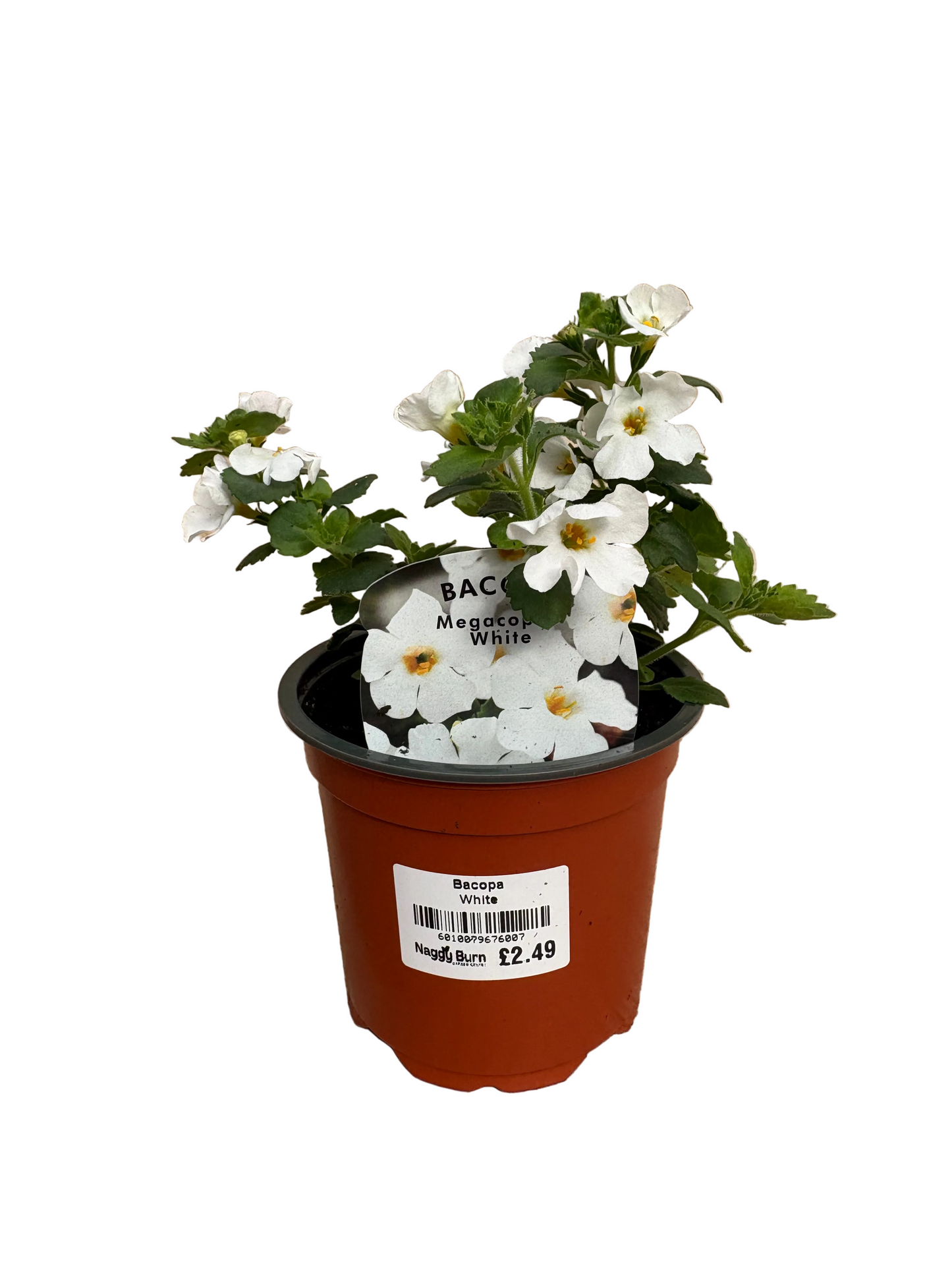Bacopa Megacopa White