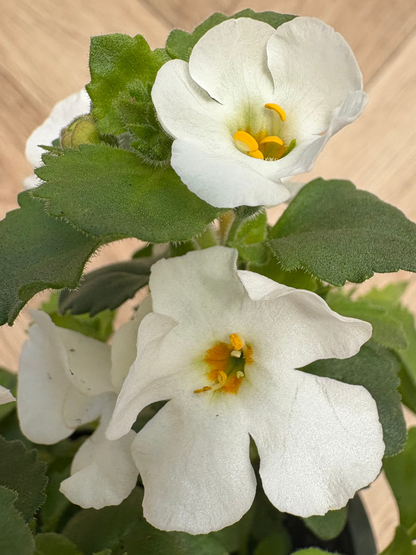 Bacopa Megacopa White
