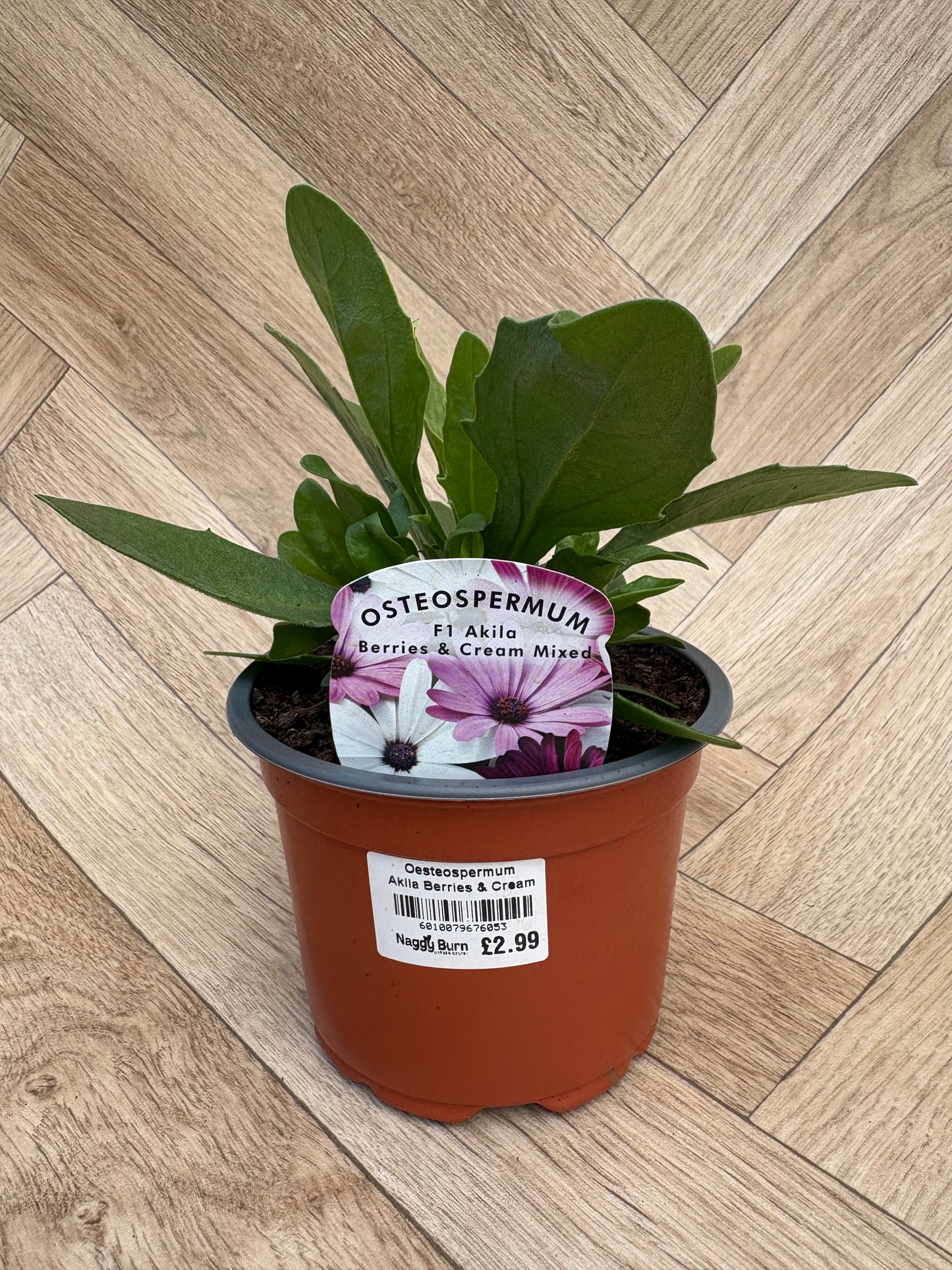 Oesteospermum Akila Berries & Cream Mixed