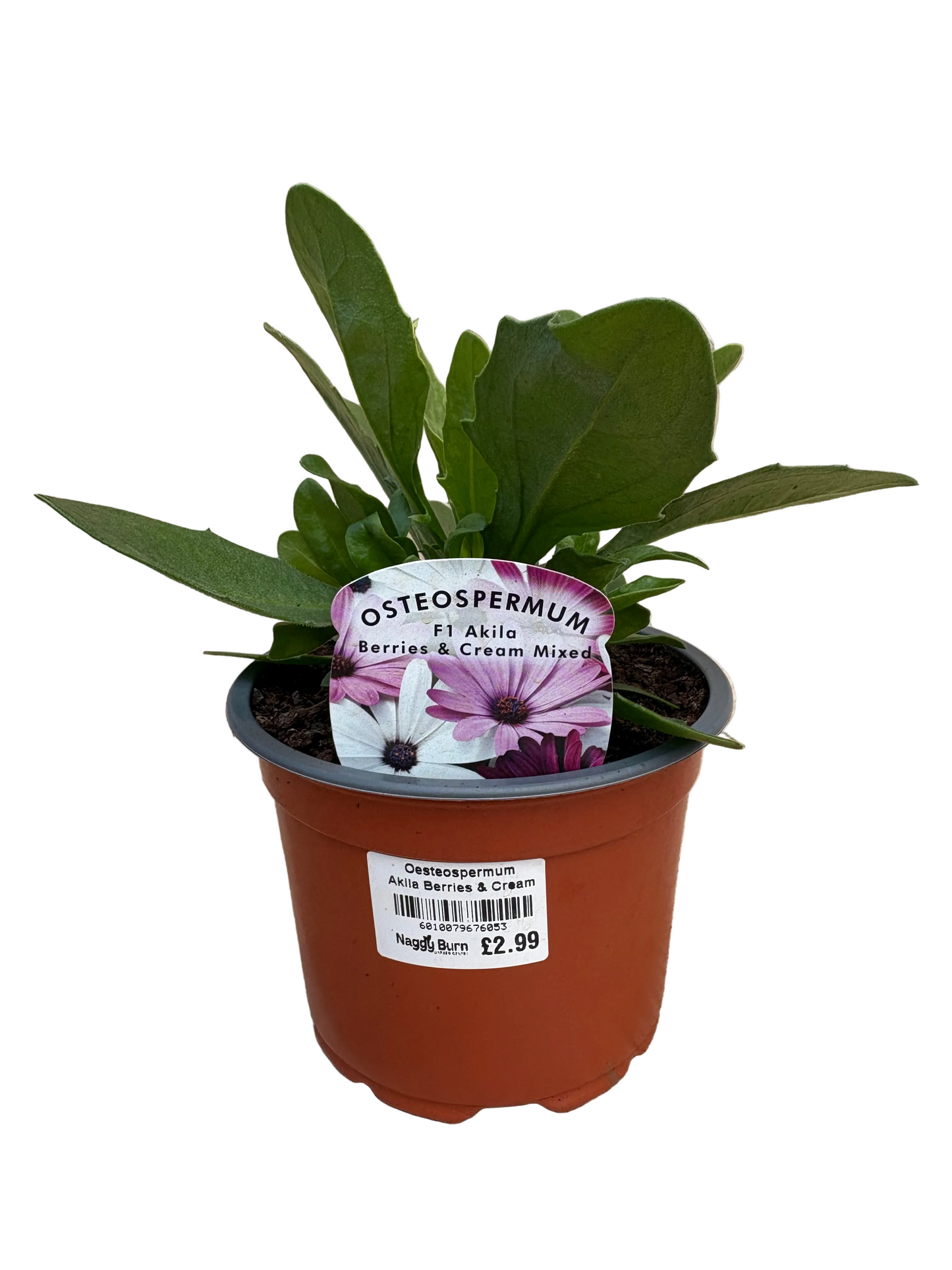 Oesteospermum Akila Berries & Cream Mixed