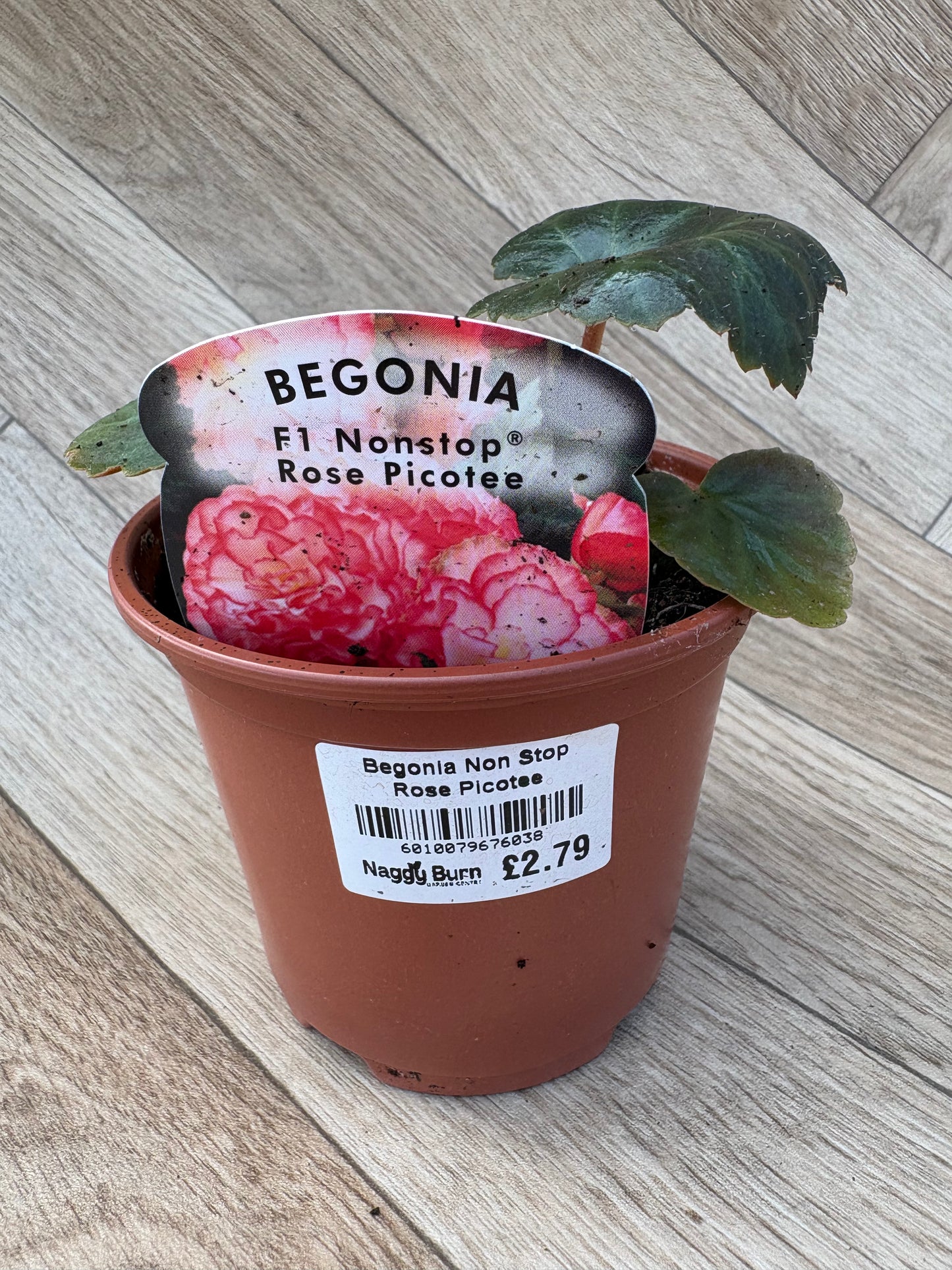 Begonia Nonstop Rose Picotee
