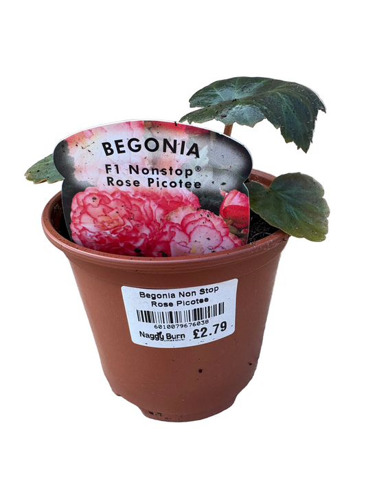 Begonia Nonstop Rose Picotee