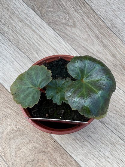 Begonia Nonstop Rose Picotee