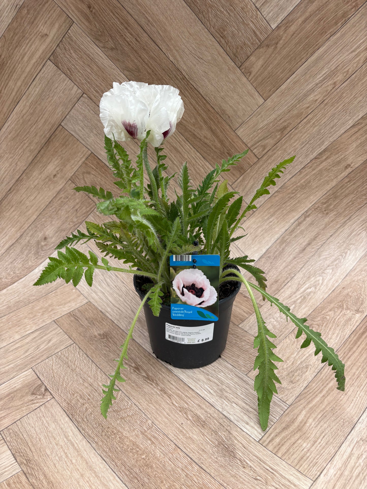 Papaver (Poppy) 'Royal Wedding'