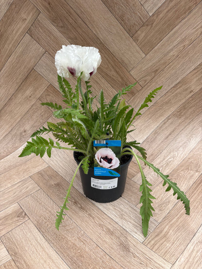 Papaver (Poppy) 'Royal Wedding'