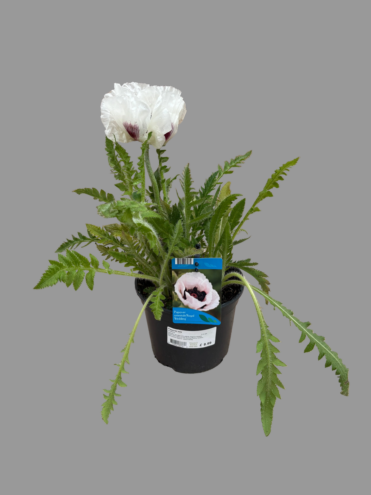 Papaver (Poppy) 'Royal Wedding'