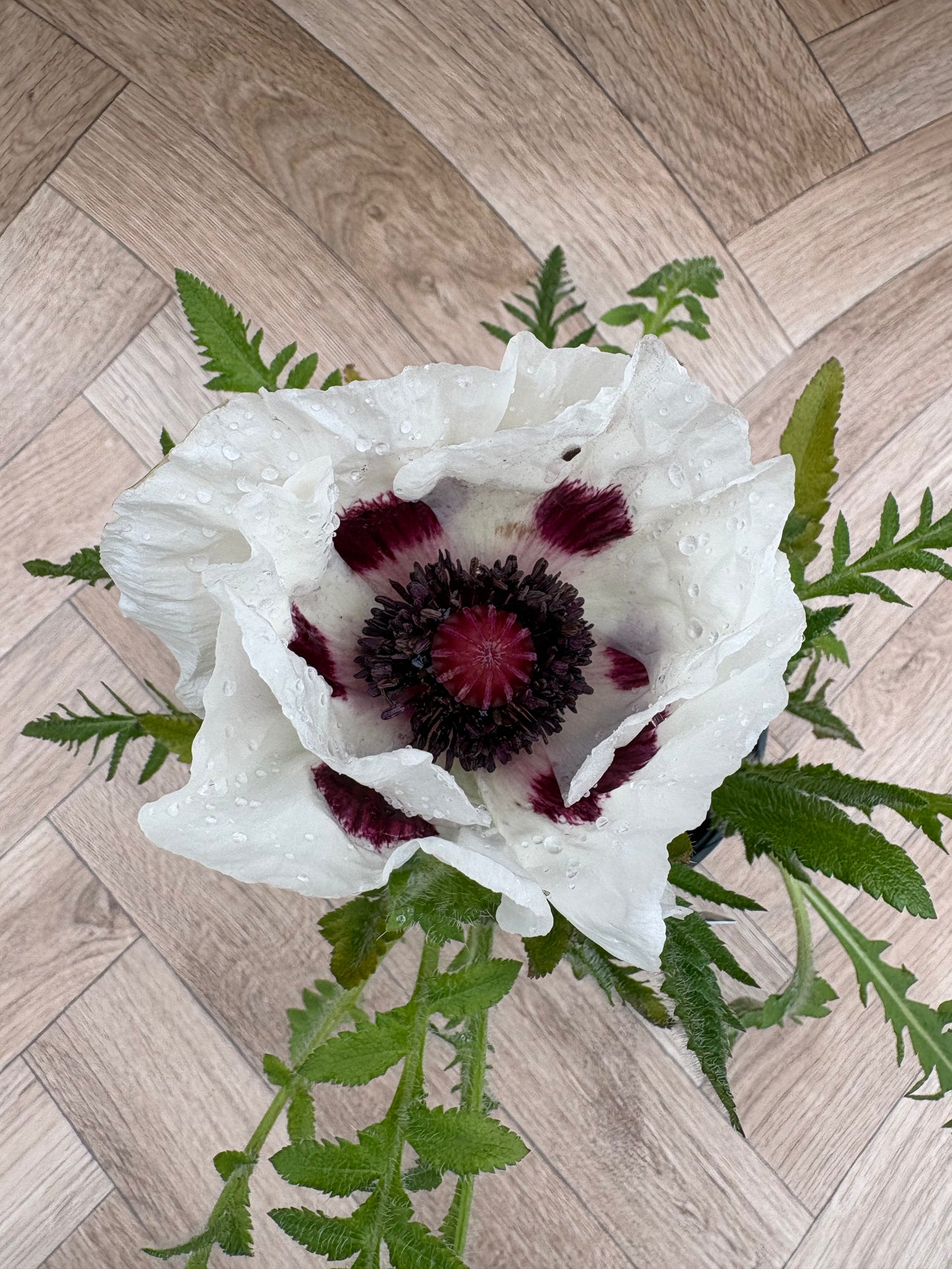 Papaver (Poppy) 'Royal Wedding'