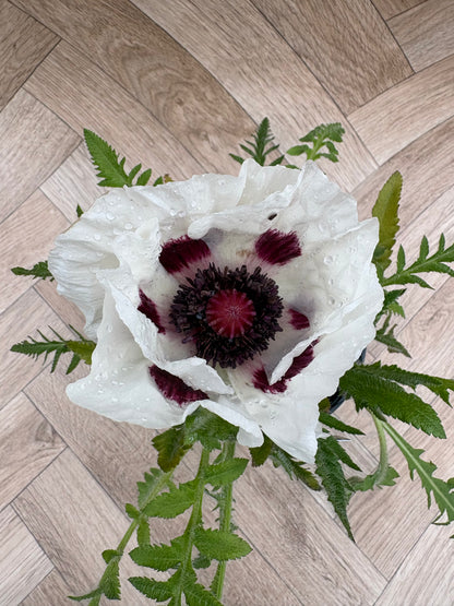 Papaver (Poppy) 'Royal Wedding'