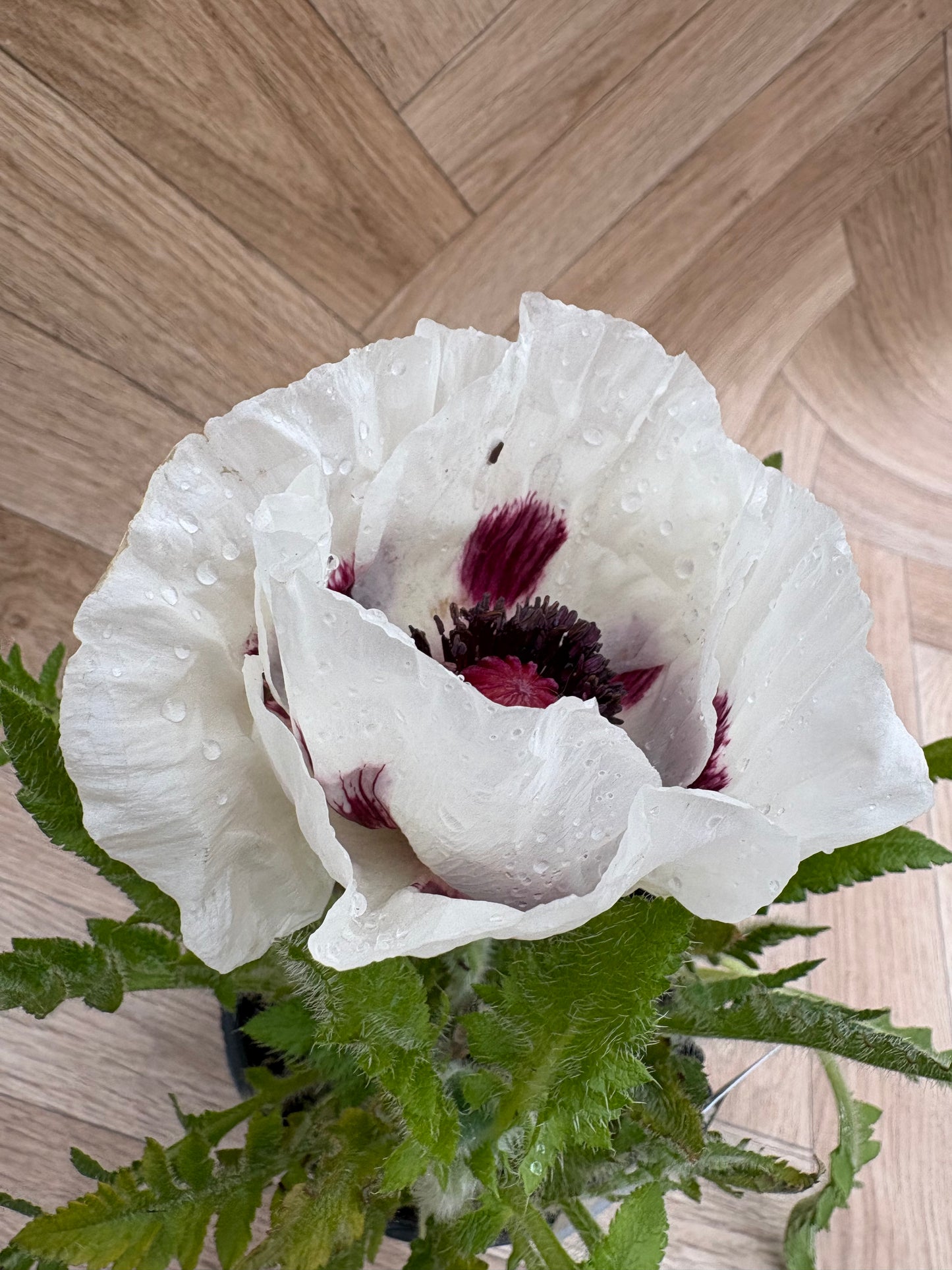 Papaver (Poppy) 'Royal Wedding'