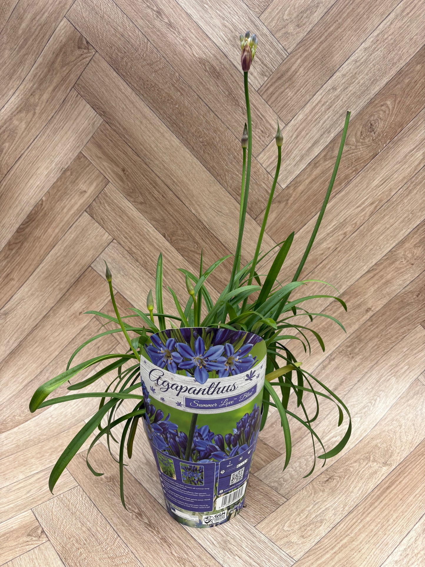 Agapanthus 'Summer Love'