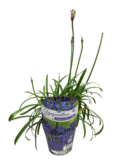 Agapanthus 'Summer Love'