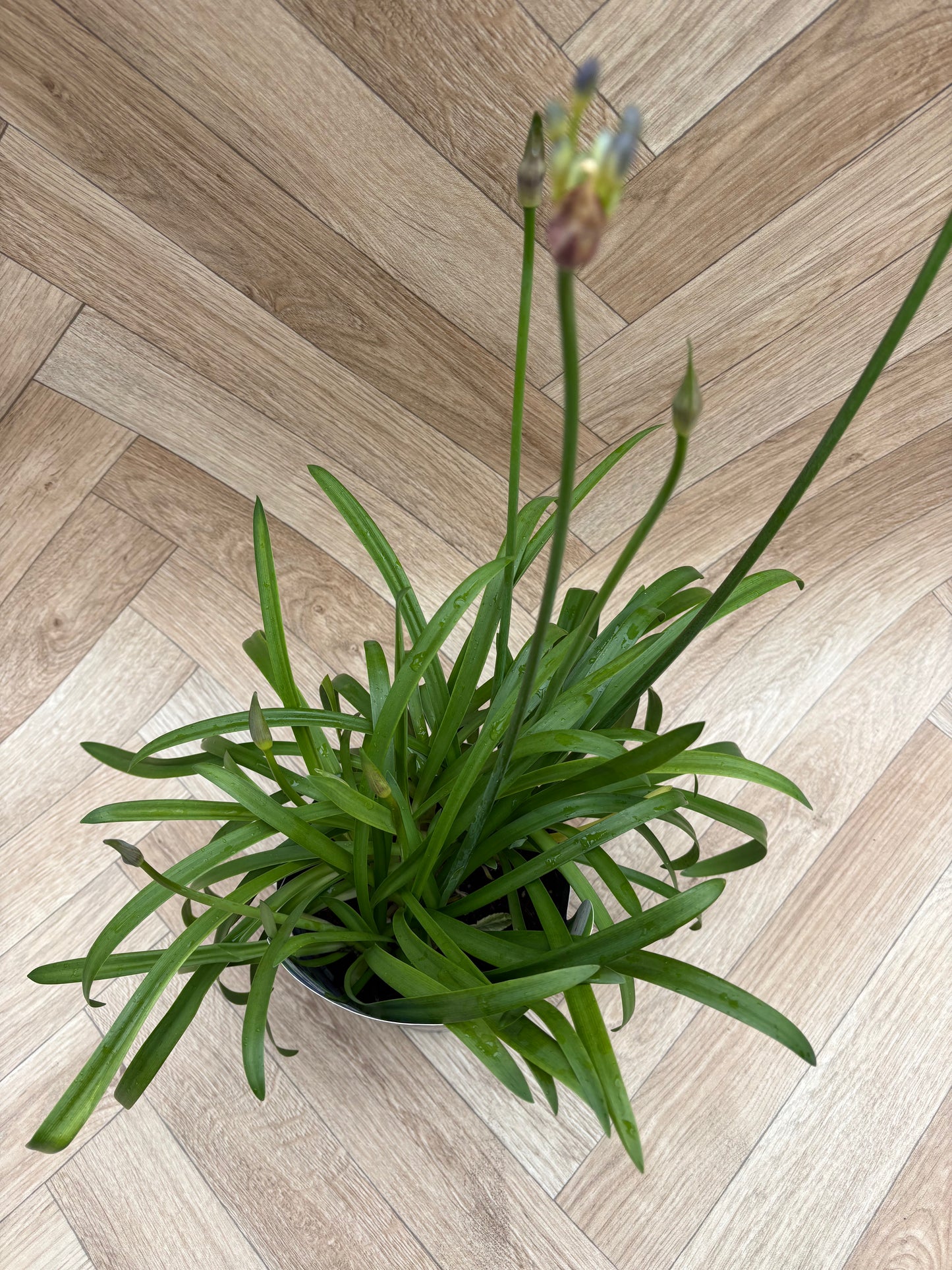Agapanthus 'Summer Love'