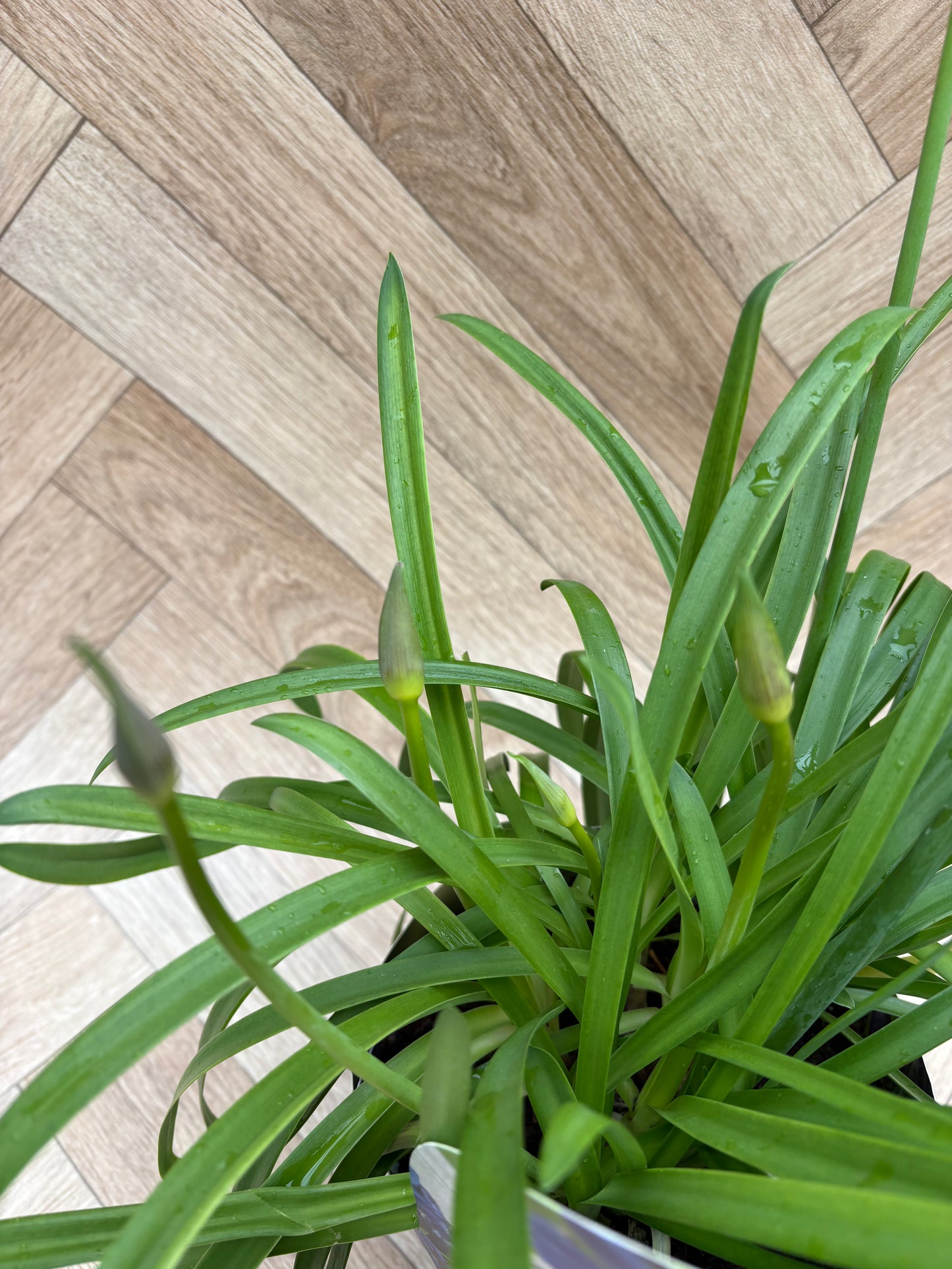 Agapanthus 'Summer Love'