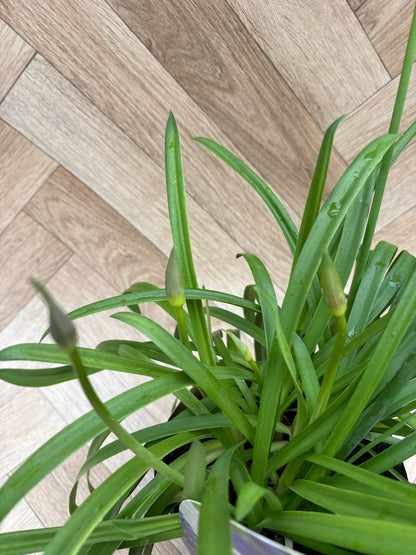Agapanthus 'Summer Love'