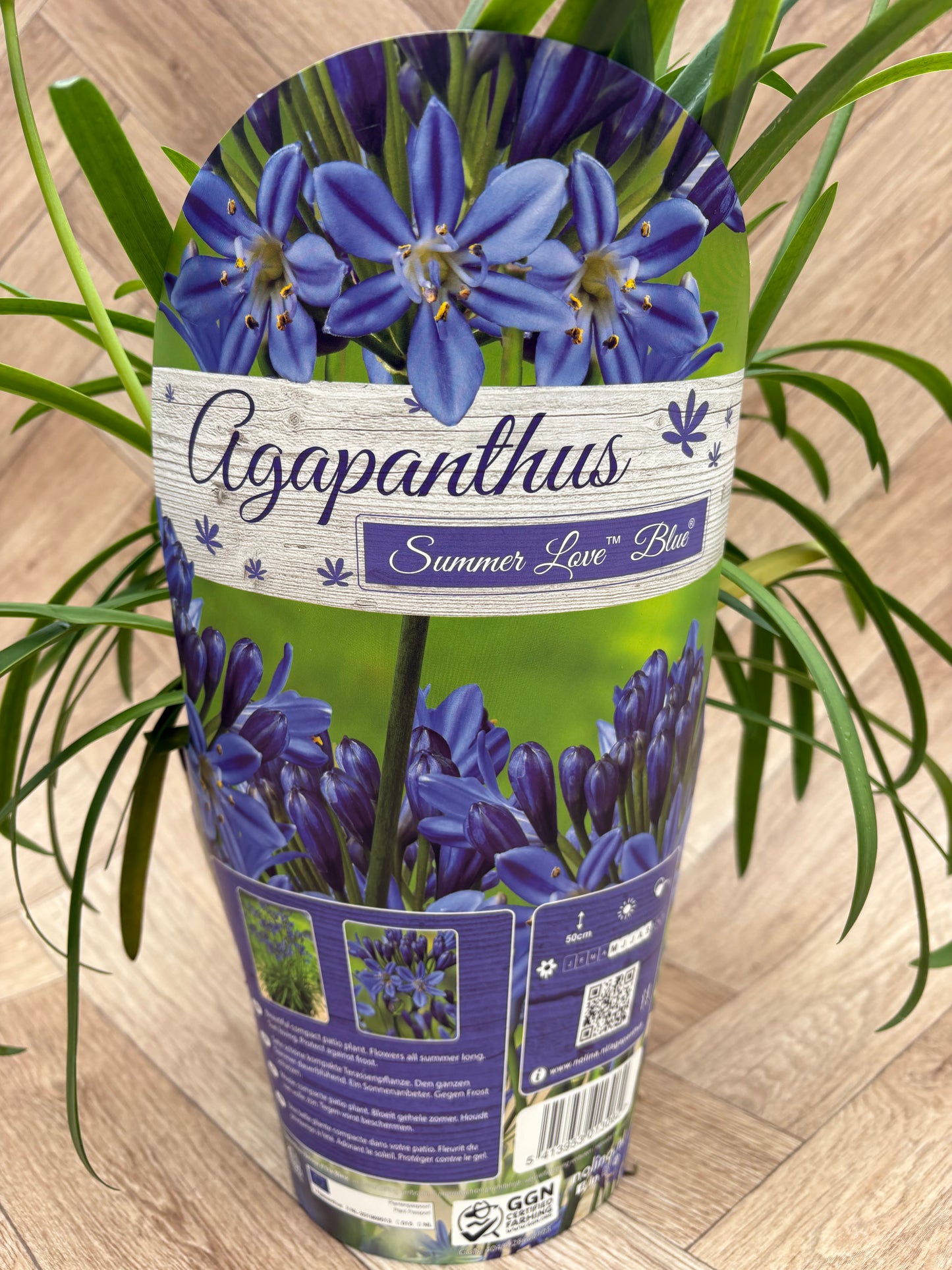 Agapanthus 'Summer Love'