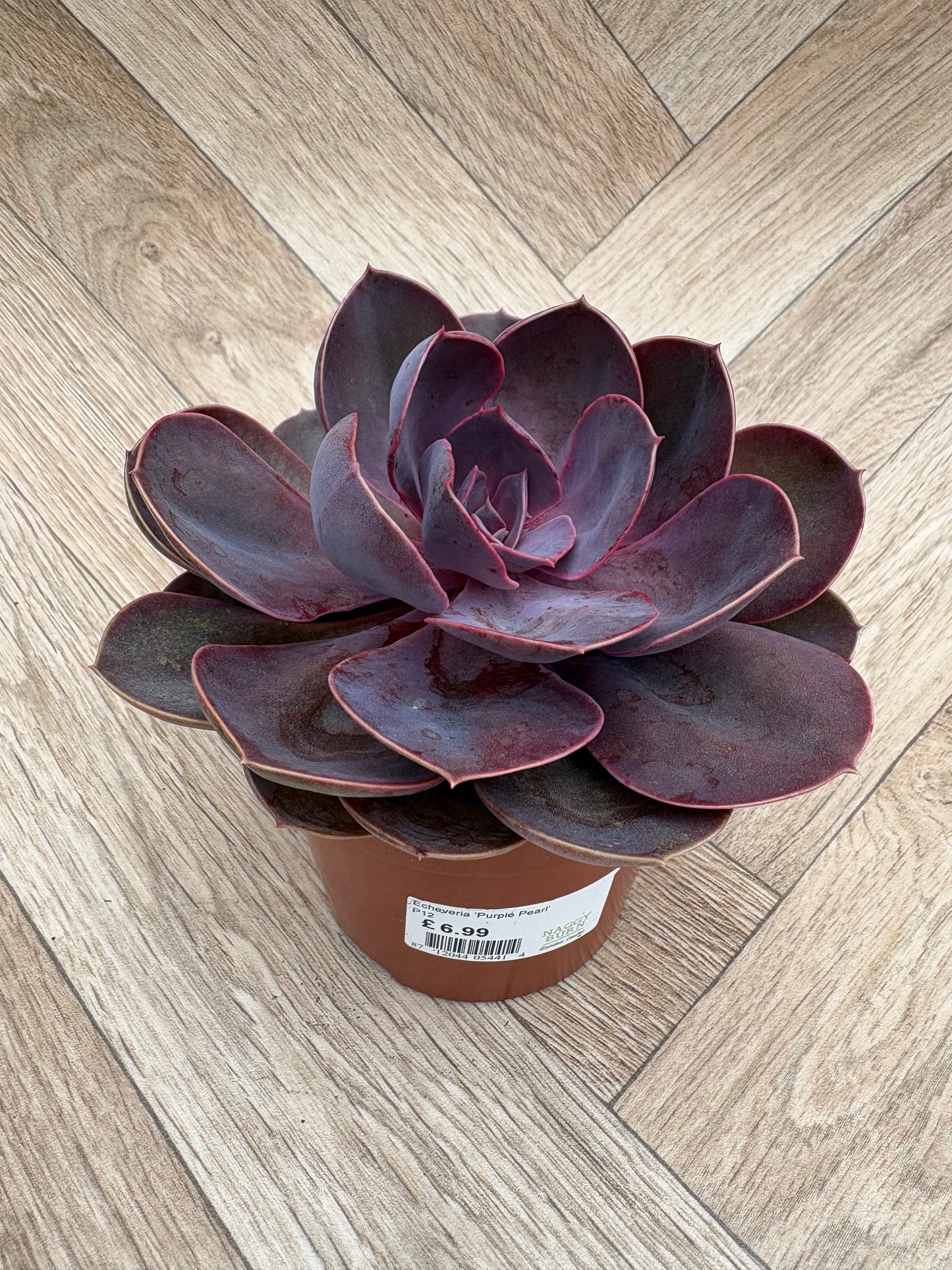 Echeveria 'Purple Pearl'