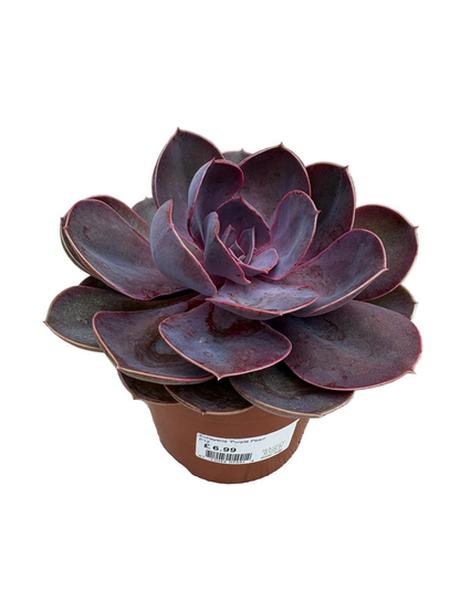 Echeveria 'Purple Pearl'