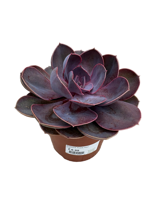 Echeveria 'Purple Pearl'