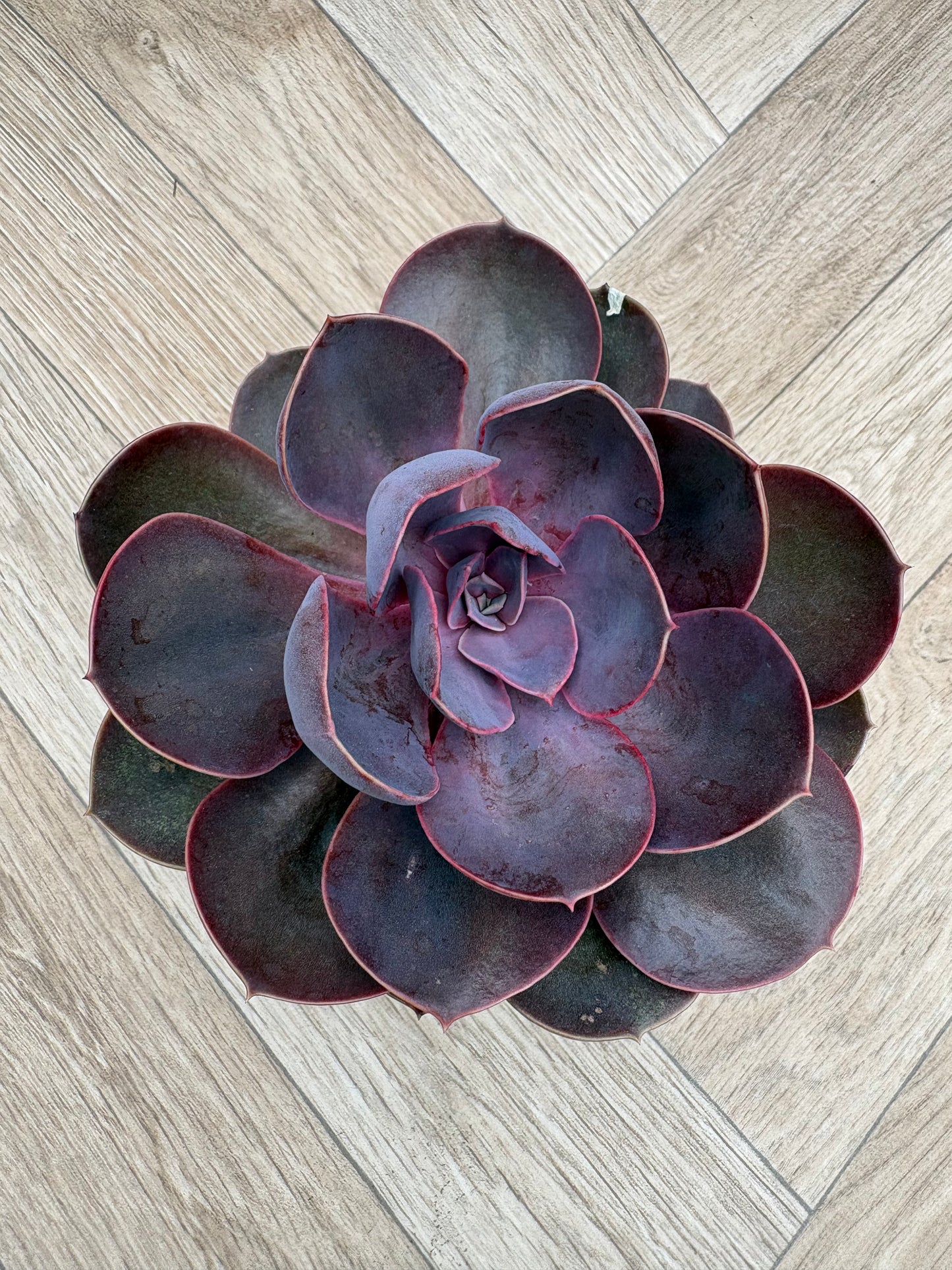 Echeveria 'Purple Pearl'