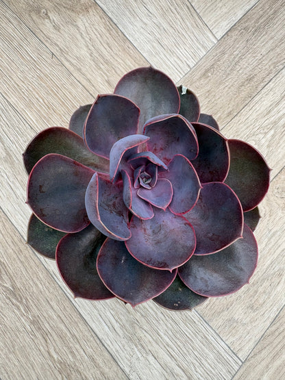 Echeveria 'Purple Pearl'