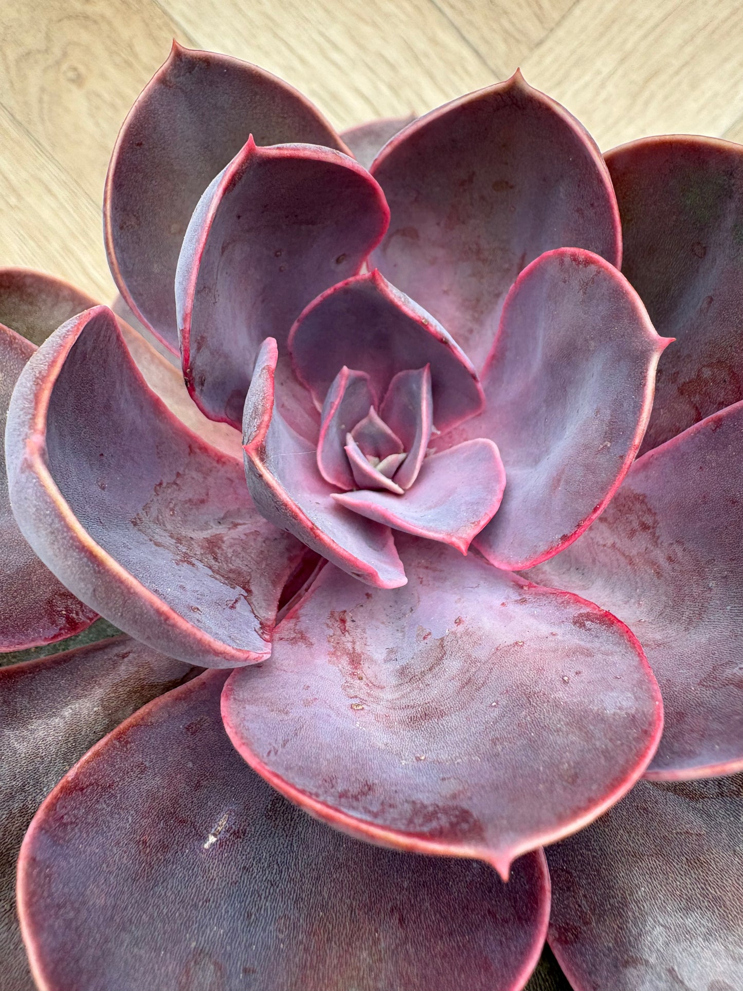 Echeveria 'Purple Pearl'