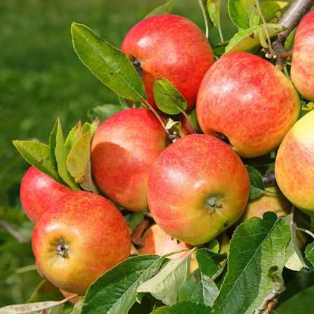 Apple Elstar