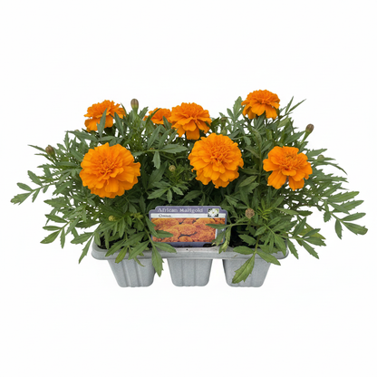Pack Bedding