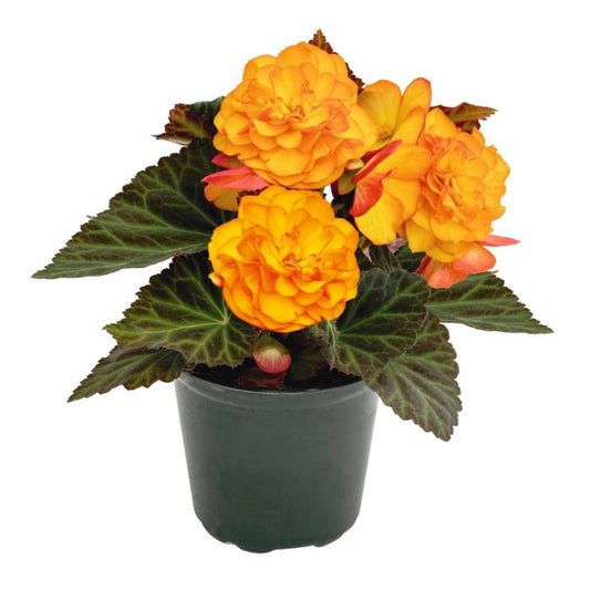 Begonia Nonstop Fire