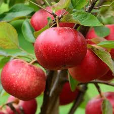 Apple Discovery