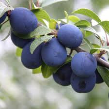 Plum Damson