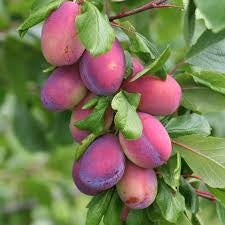 Plum Victoria