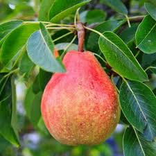 Pear Williams