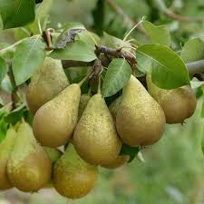 Pear Conference