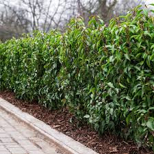 Prunus Angustifolia (Portuguese Laurel)