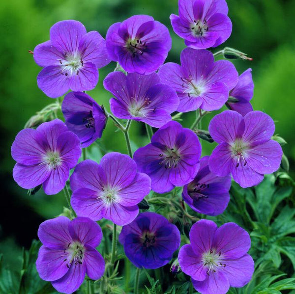 Geranium Johnson’s Blue