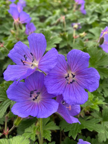 Geranium Johnson’s Blue