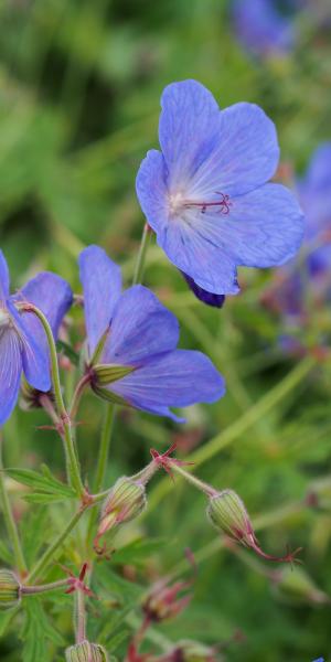 Geranium Johnson’s Blue