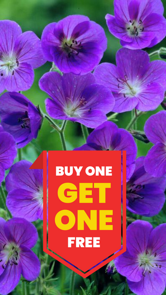 Geranium Johnson’s Blue