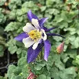 Aquilegia Kirigami Deep Blue & White SPECIAL OFFER 6 FOR £30