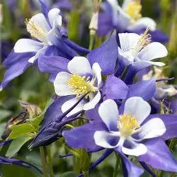 Aquilegia Kirigami Deep Blue & White SPECIAL OFFER 6 FOR £30