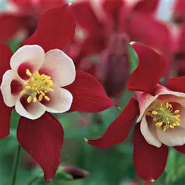 Aquilegia Kirigami Deep Blue & White SPECIAL OFFER 6 FOR £30
