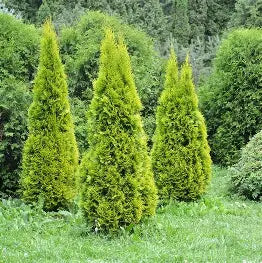 Thuja Smaragd SALE BUNDLE
