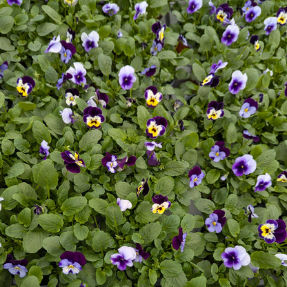 Trixies Viola