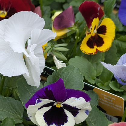 Close-up of pansies in a garden or nursery setting, including a large white flower, a yellow and dark red flower, and a purple and white flower with dark center, surrounded by green leaves. A small product tag is visible near the bottom right.