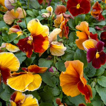 Pansy Beacon Caramel 6pk