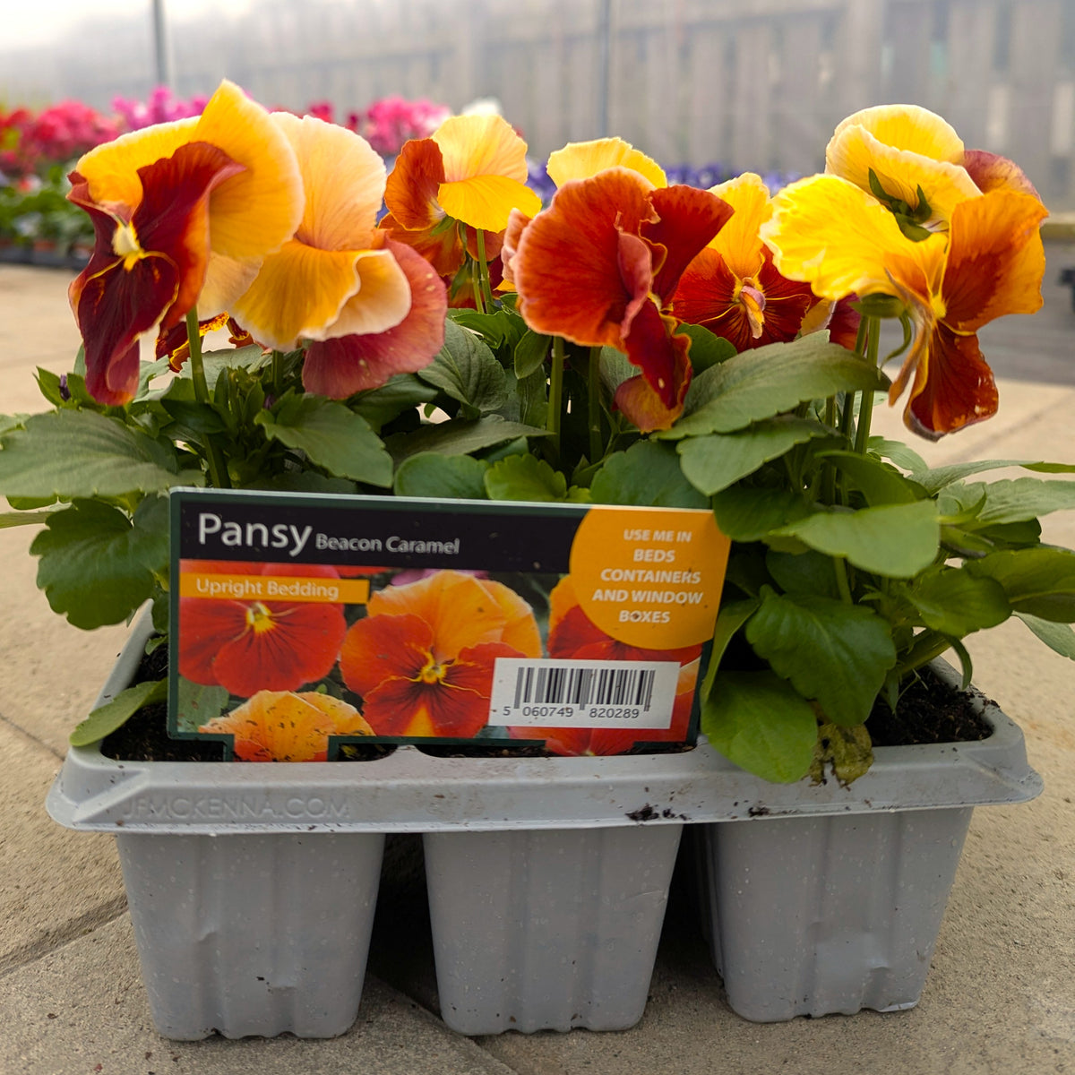 Pansy Beacon Caramel 6pk