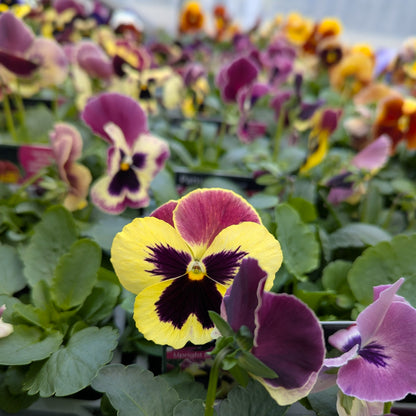 A close-up of a yellow and purple pansy flower in a green leafy plant, with other pansies blurred in the background.